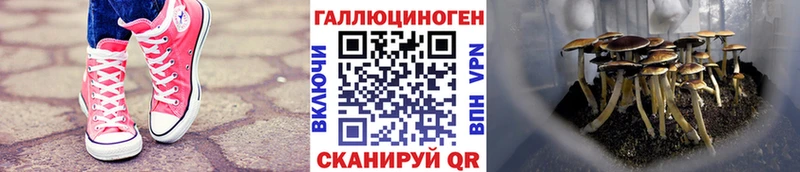 Псилоцибиновые грибы Psilocybine cubensis Калязин